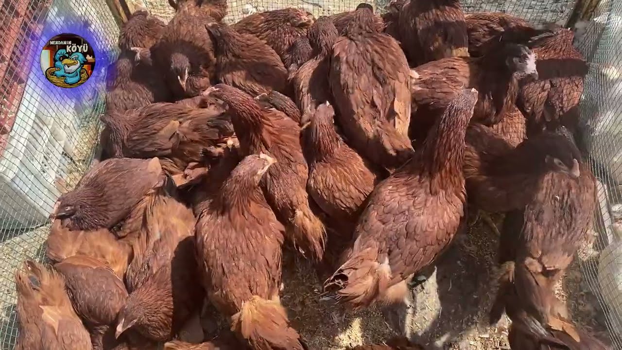 Pazara Geç Kaldım - Ama Çeşide BAKAR MISINIZ ?