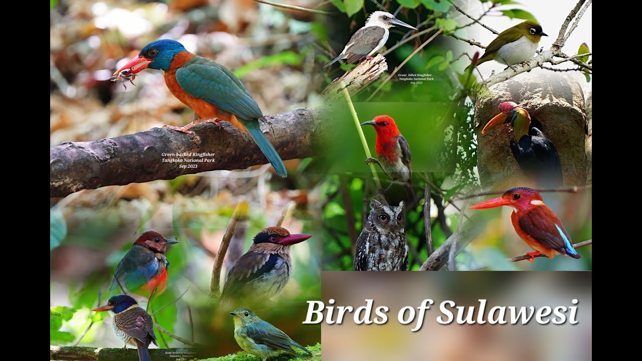 birds of Sulawesi