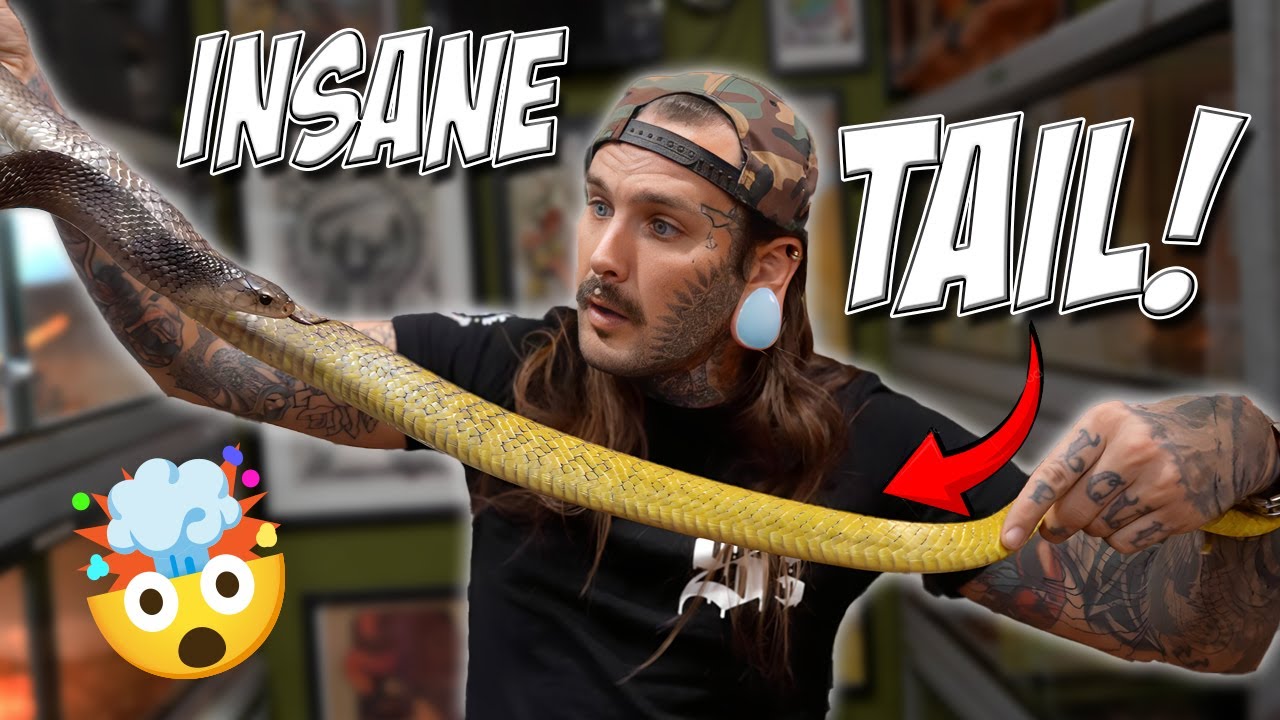 My SNAKES are BREEDING! RYDERS RANCH VLOG