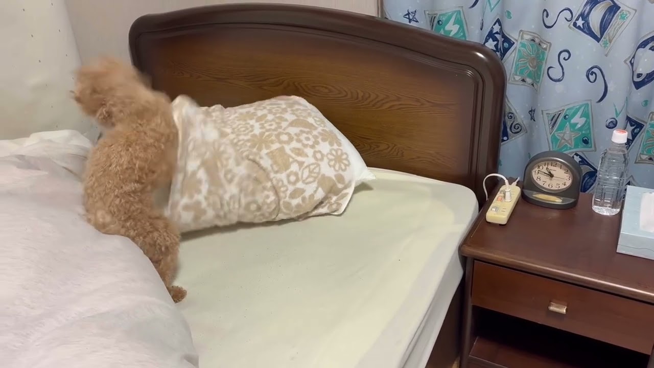 ついに寝室デビュー‼️興味津々#トイプードル #仔犬 #おもちゃ #いたずら#いぬのいる生活 