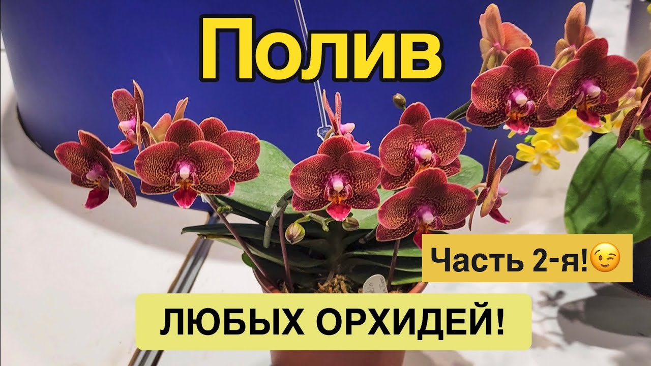 Полив для цветения | Наращивание корней