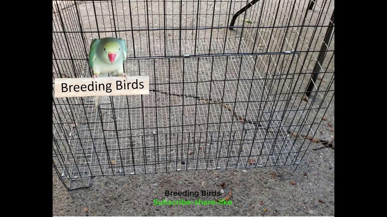 How to Build the Easy way a wire Cage for Parrots or Rabbits Part two 4k Video