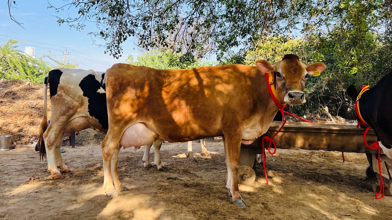ਪਿੰਡ ਸੈਦੋਕੇ। ਦੋ ਤਾਜ਼ੀਆਂ ਸੂਈਆਂ ਗਾਵਾਂ ਤੇ ਦੋ ਗੱਬਣ ਗਾਵਾਂ 👌🏻🔥ਘੱਟ ਰੇਟ 😱🔥Bawa dairy farm 