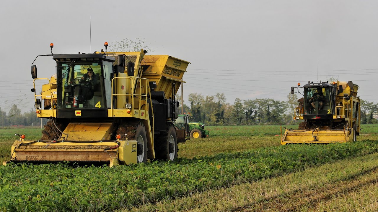 Raccolta Fagiolini 2019 -Green bean harvest 2x Pixxal/ Agricola Bandierino Civera
