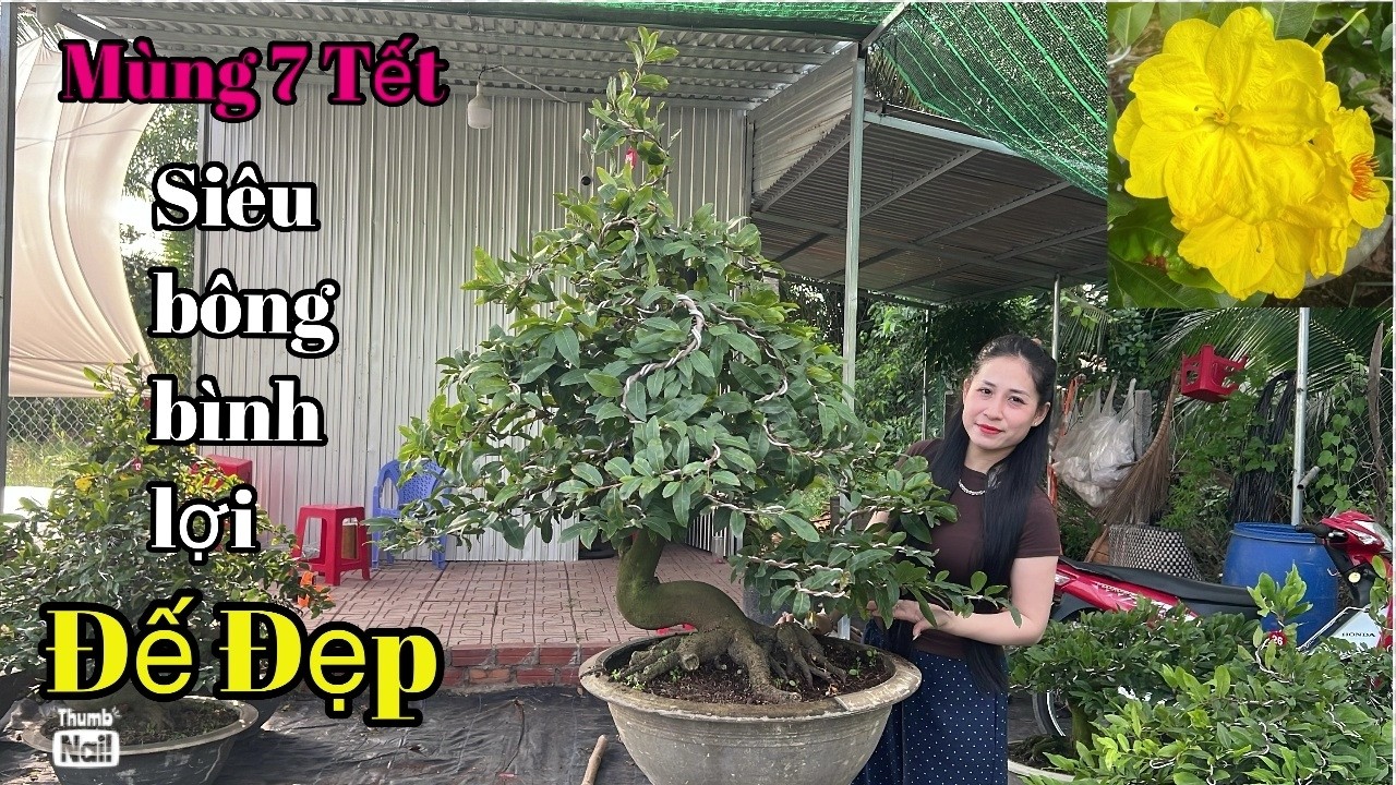 Mùng 7 Tết , Siêu Bông Bình Lợi , ĐẾ ĐẸP - Vườn Mai Tuyết Ngân