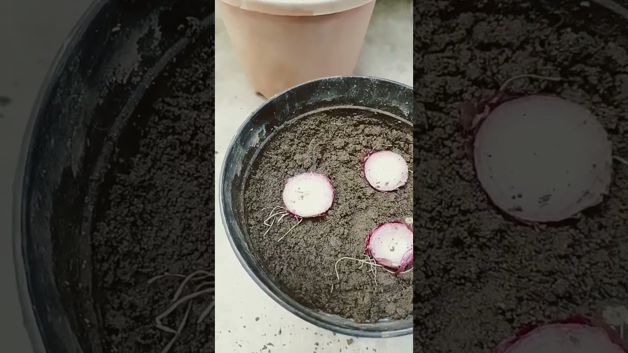 प्याज उगाने का एकदम नया तरीका #YouTube shorts # viral # garden .