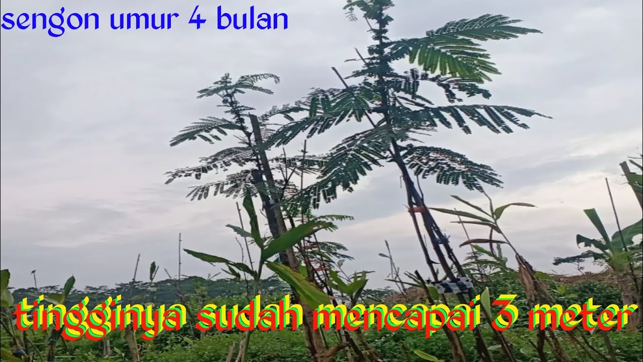 sengon umur 4 bulan|albasia