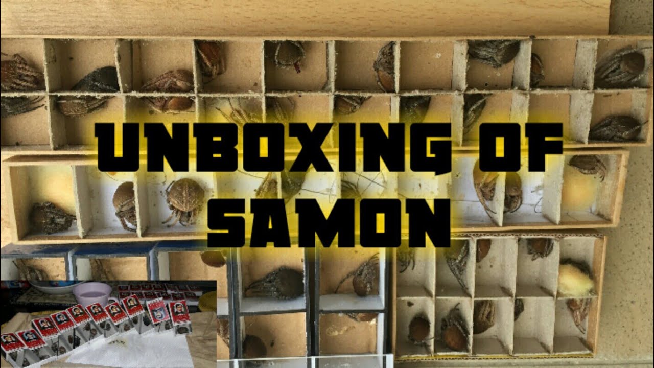 Unboxing How to determine a Samon