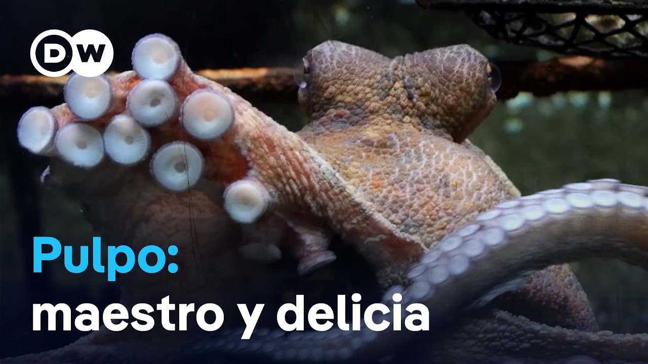 El pulpo, un animal fascinante y plato estrella en Galicia