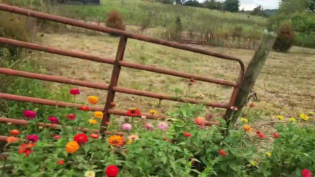 Zinnias by the roadside