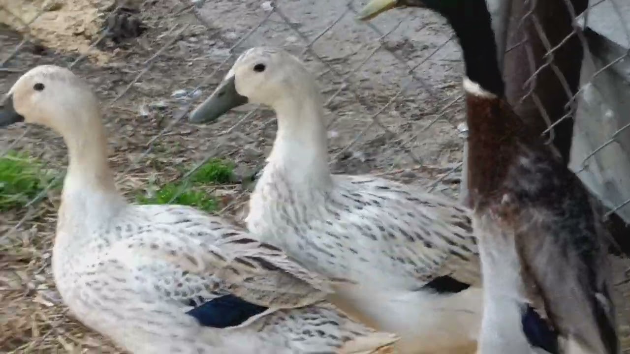 Welsh Harlequin ducks. The difference between hatchery and breeder quality