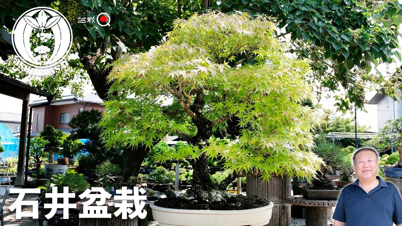 Я посетил Ишии Бонсай, знаменитый сад в Гумме [Bonsai Q]