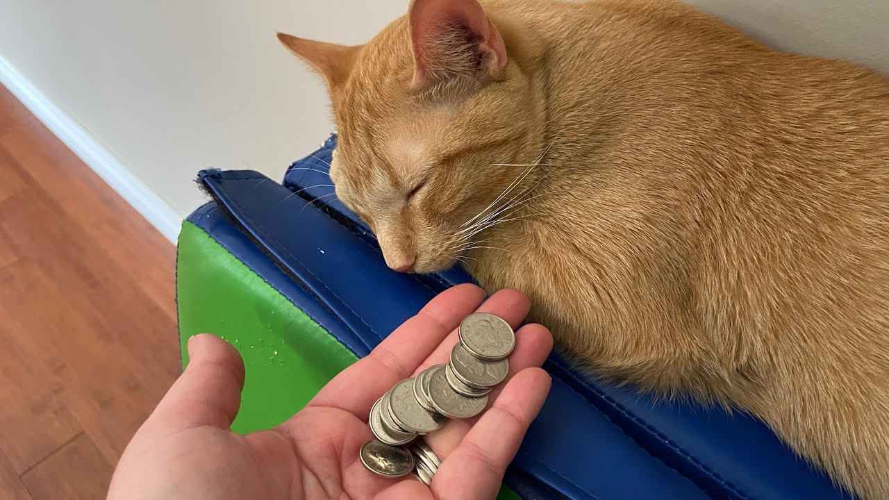 Counting Coins Using Skip Counting&mdash;guest starring Leo