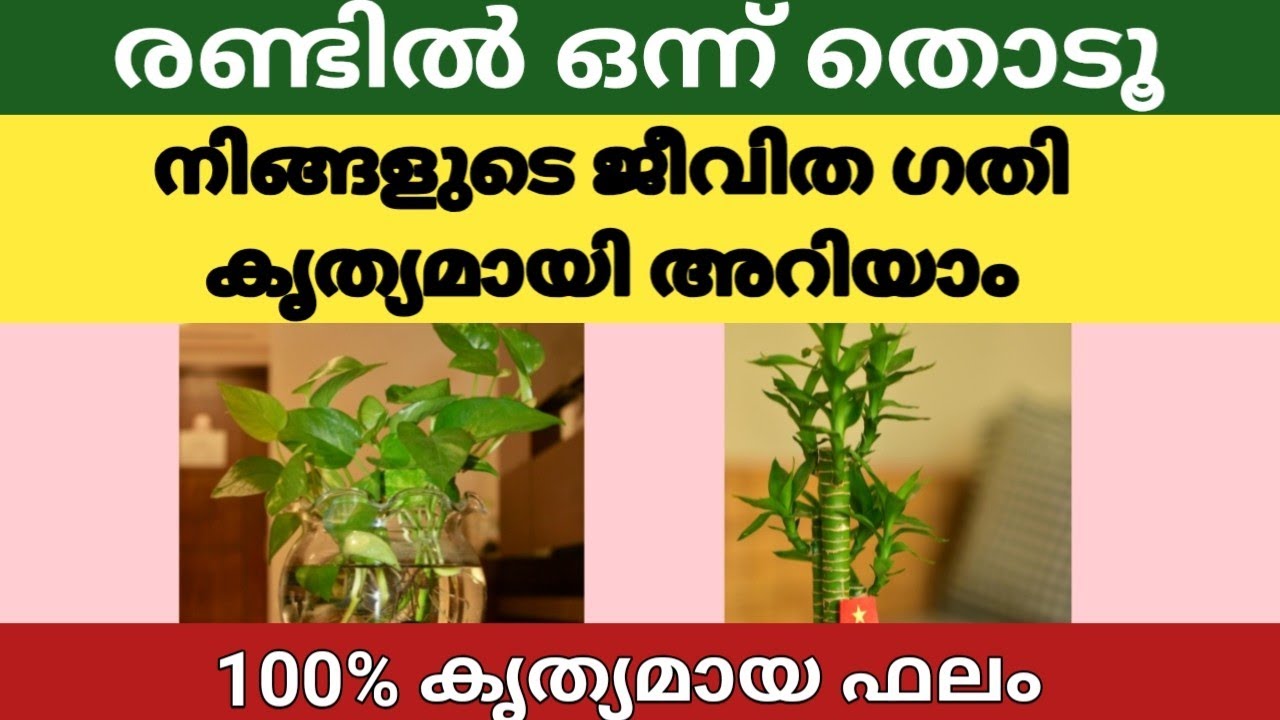 ഇതിൽ ഒരു ചിത്രം തിരഞ്ഞെടുക്കൂ, നിങ്ങളുടെ ജീവിത ഗതി കൃത്യമായി അറിയാം |Thodukuri Malayalam