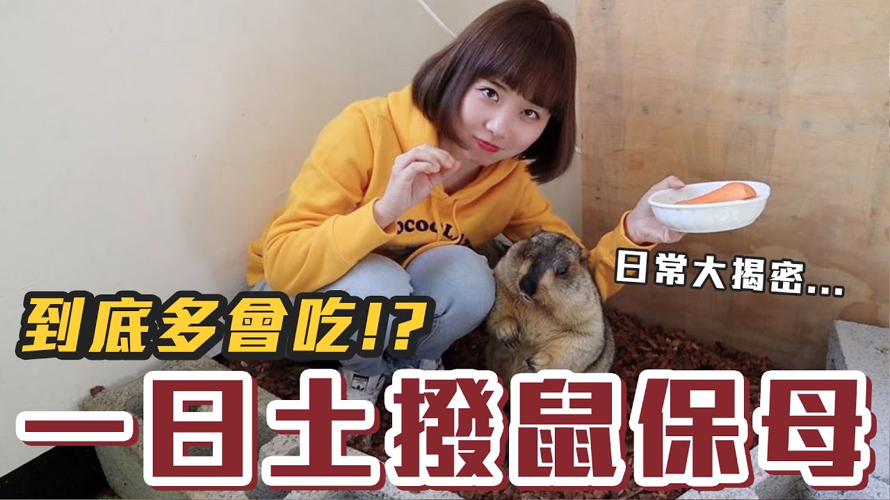 【Kiki】挑戰一日土撥鼠保母！結果竟然度過超崩潰的一天！？@crocosashimi