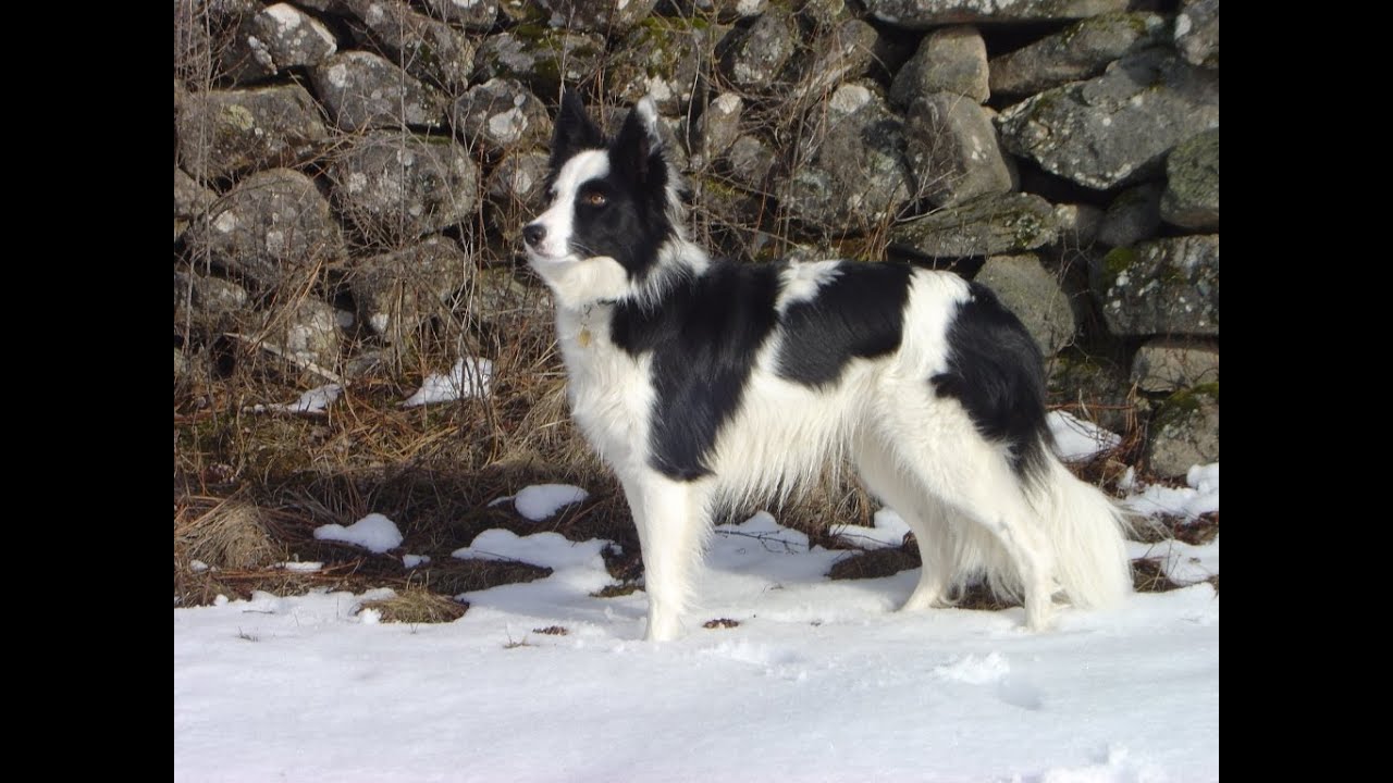 Dog Skijoring -- Border Collie -- Harness/Gear Demo -- Wet Untracked Snow -- Outdoor Exercise