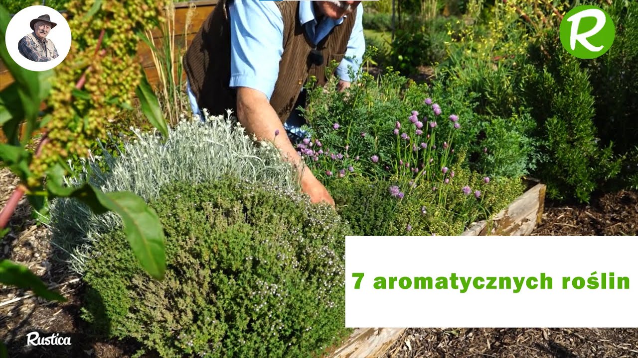 7 aromatycznych roślin