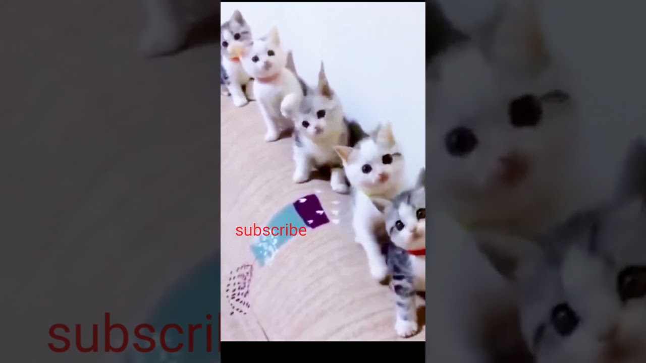 cute cat- Best Of The 2021 Funny Animal Videos- #altv #funnyanimal #cutecat #animalsvideoforkids