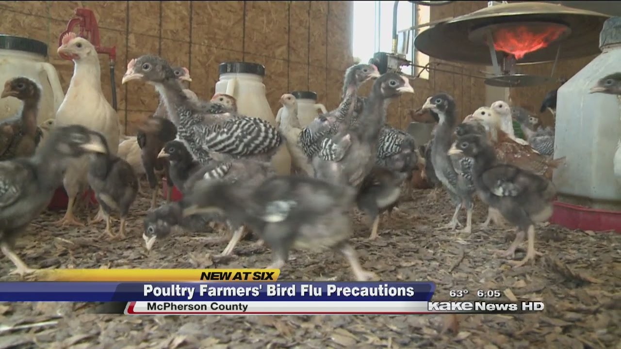 Bird Flu Precautions