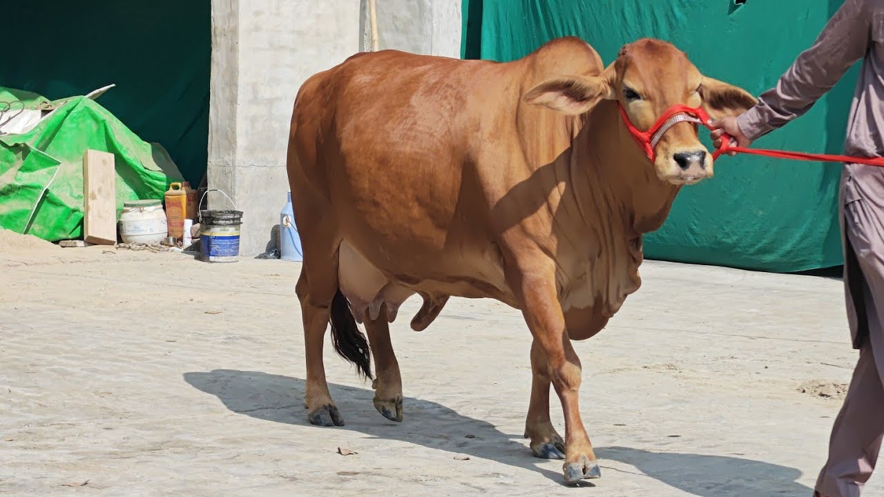 ਘਰੇਲੂ ਜ਼ਿਮੀਦਾਰ ਕੋਲ,, ਸਾਹੀਵਾਲ ਨਸਲ ਦੀ ਗੱਬਣ ਗਾਂ ਵਿਕਾਊ,, ਸੂਣ ਦੇ 7 ਦਿਨ ਬਾਕੀ 👌👌