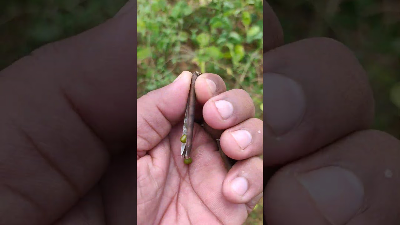 green production farmer 