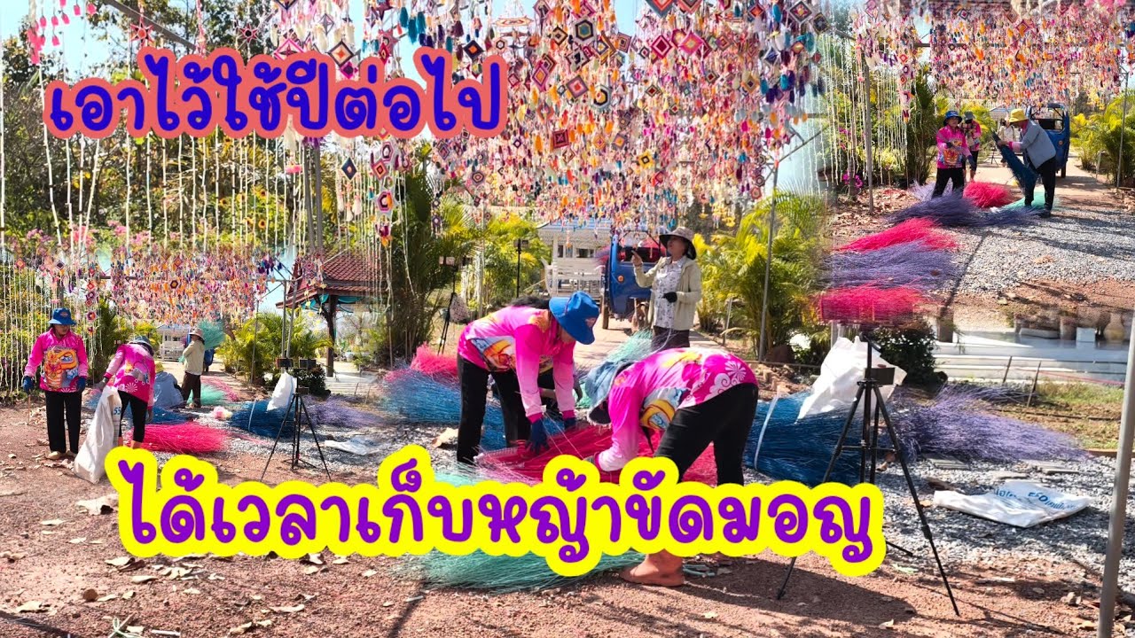 เก็บหญ้าขัดมอญใช้ปีถัดไป