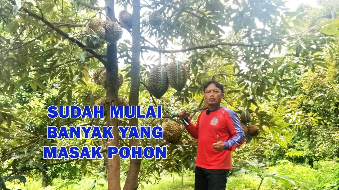Tengok lagi kebun durian yang sudah mulai masak pohon