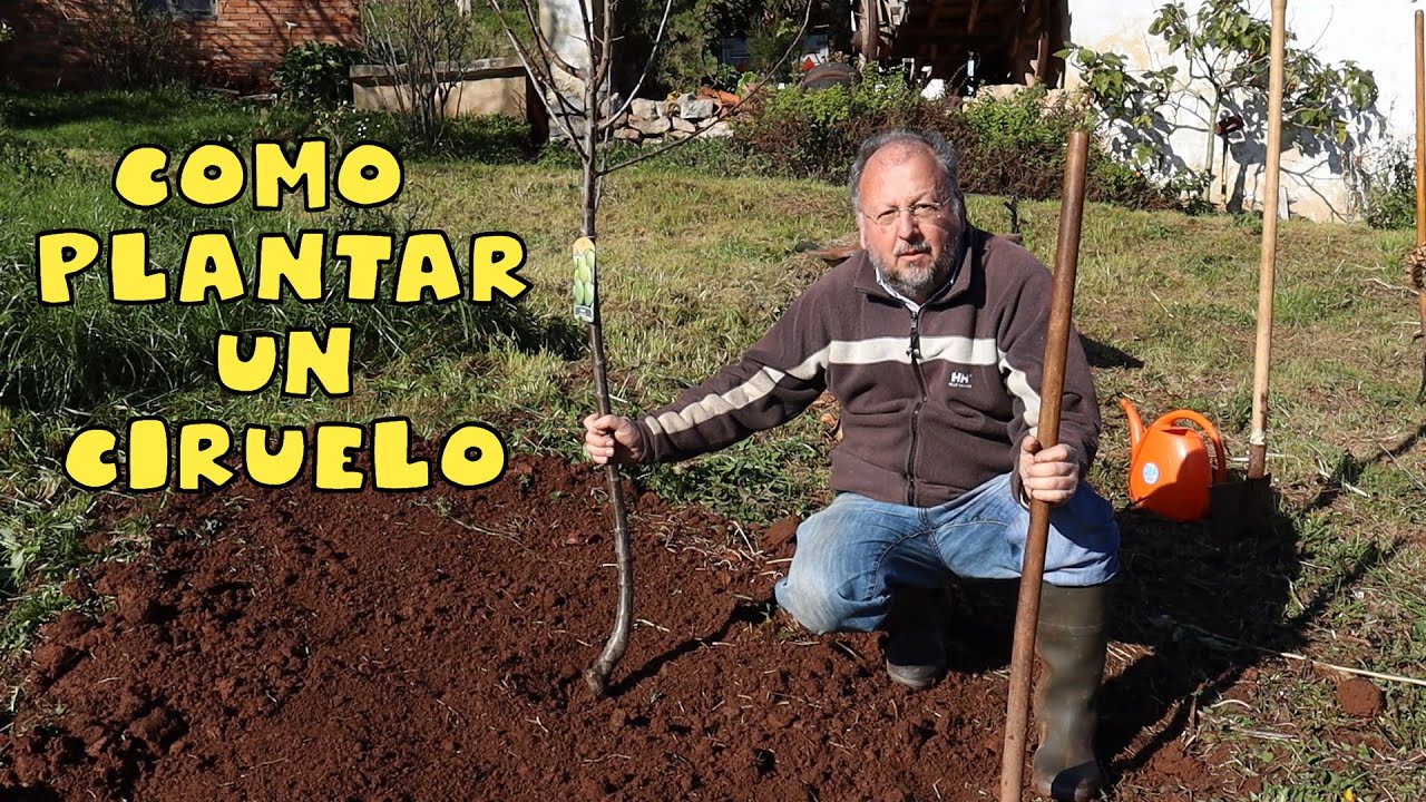 Como plantar ciruelo, consejos y trucos #tuhuertofacil