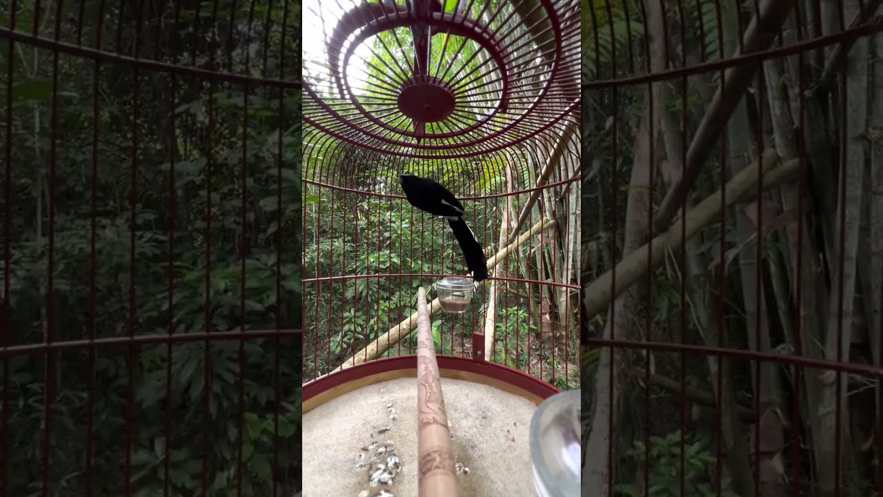 Aksi murai batu menganas bertemuh lawanya di hutan.. #muraibatuborneo