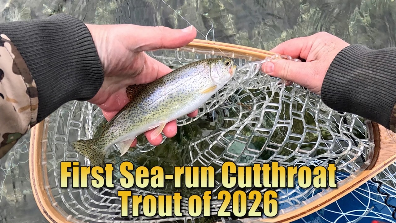 First Sea-Run Cutthroat Trout of 2026