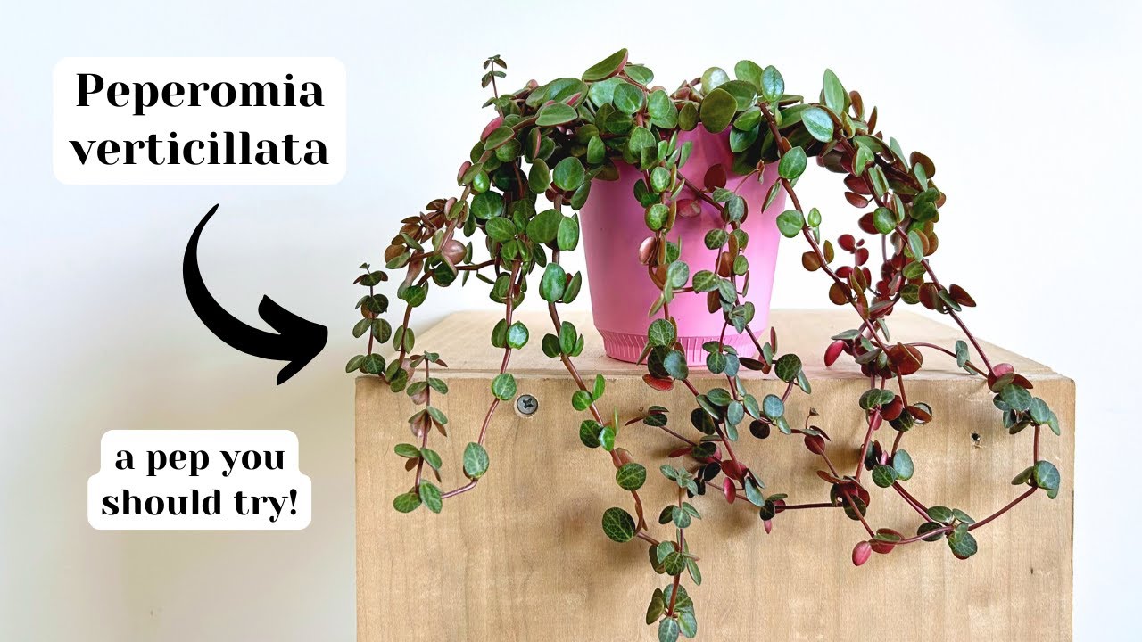 Peperomia verticillata (red log) care | A perfect beginner plant!