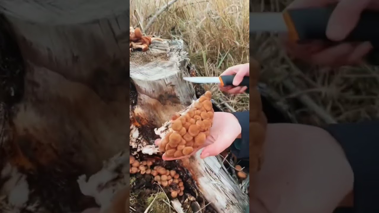 Pilze &uuml;ber Pilze 🍄