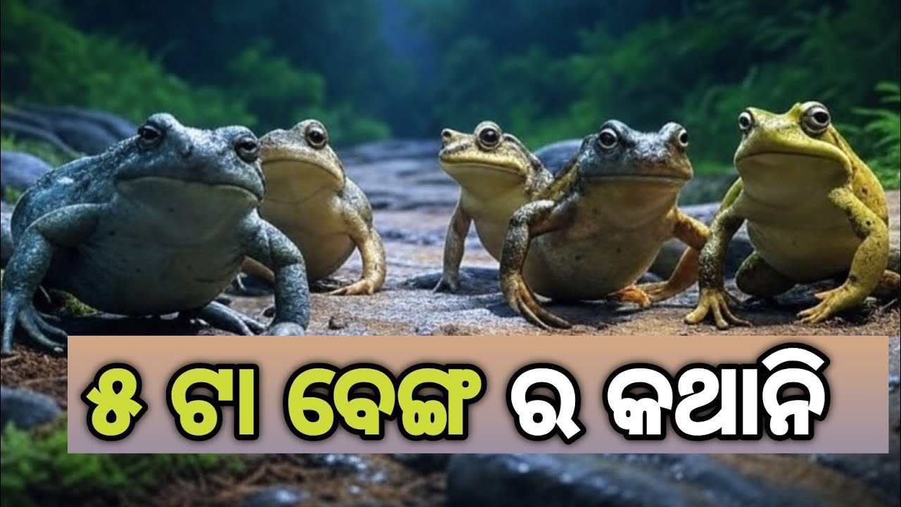 5 ଟା ବେଙ୍ଗ ର କାହାଣୀ // ବେଙ୍ଗ ର କାହାଣୀ // story of 5 frogs// Odia Kathani Mala