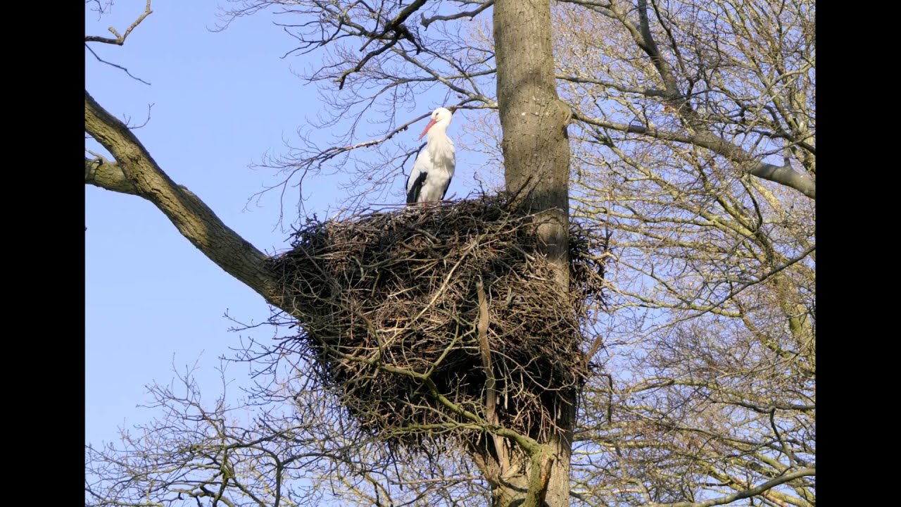 Rondwandeling uiterwaarden en IJssel - Gorssel
