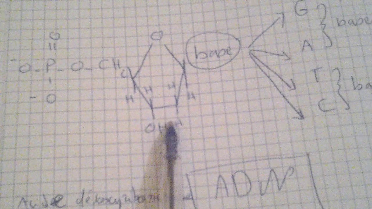 LA diff&eacute;rence entre l'ADN et l'ARN