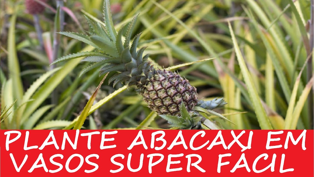 Como plantar abacaxi em vasos super fácil (processo completo)