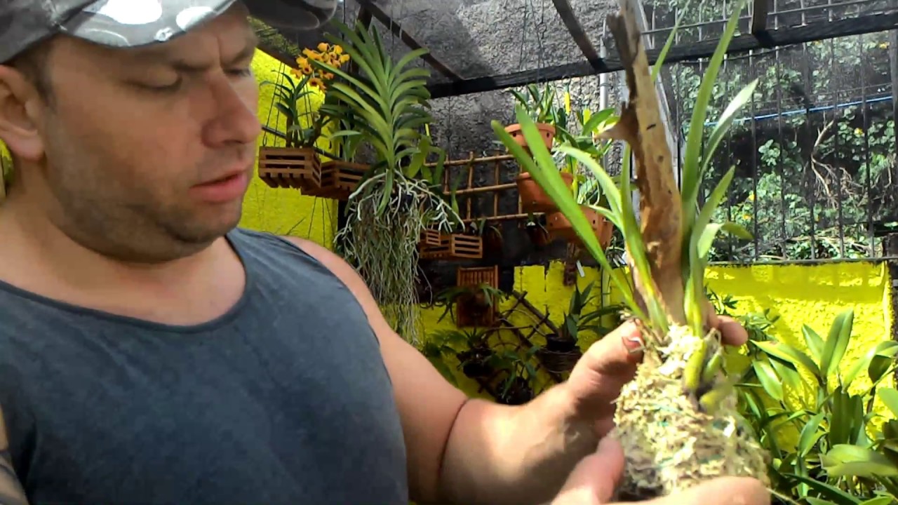 Especial cultivo de orquídea Oncidium parte 2