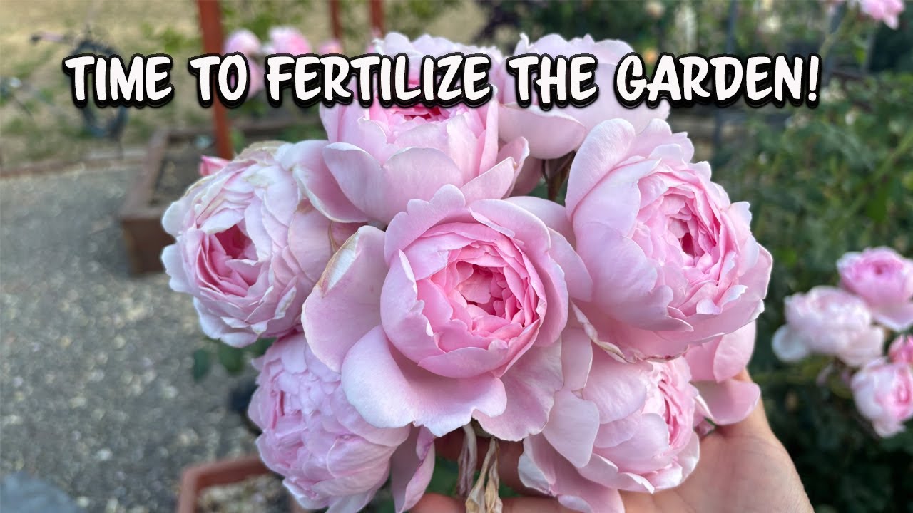 ROSE & GARDEN CARE/ GARDEN UPDATE