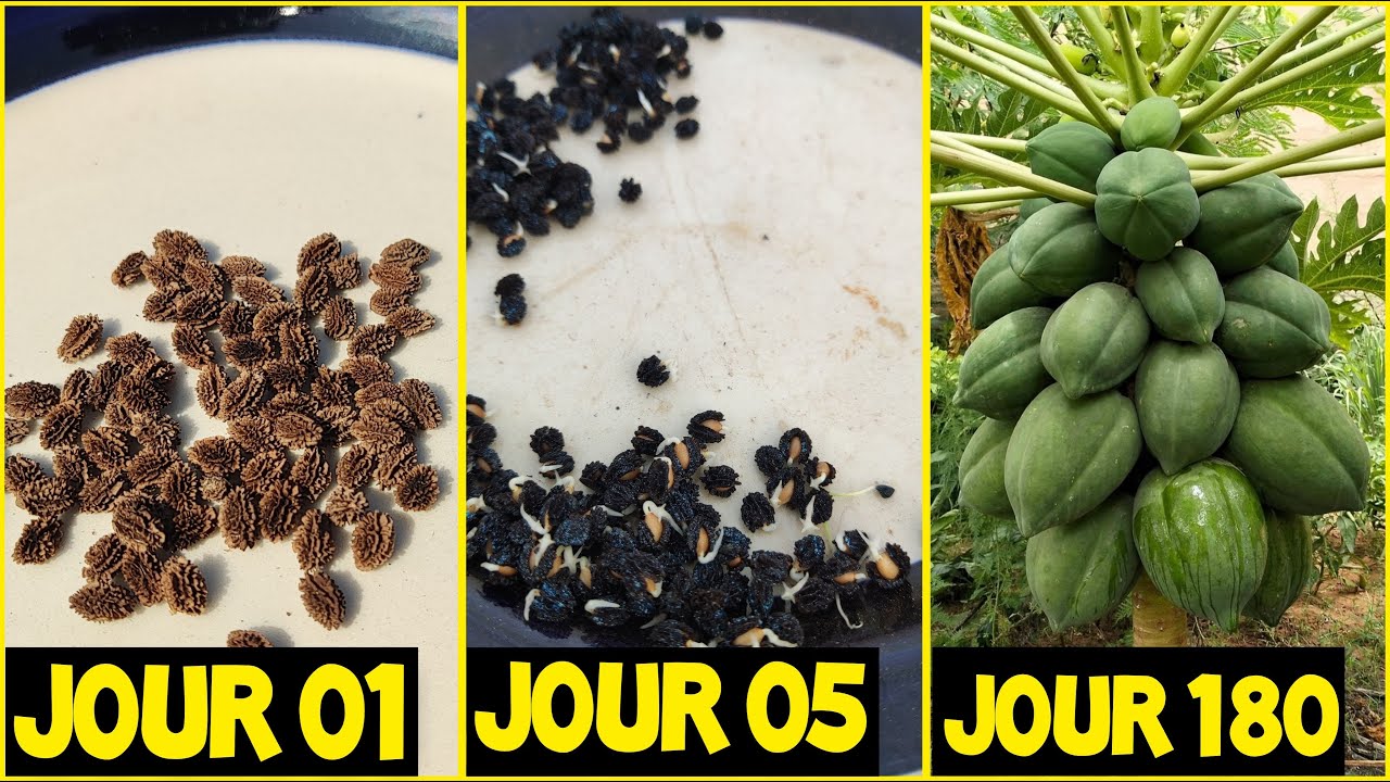 Comment faire germer des graines de papaye en 05 jours
