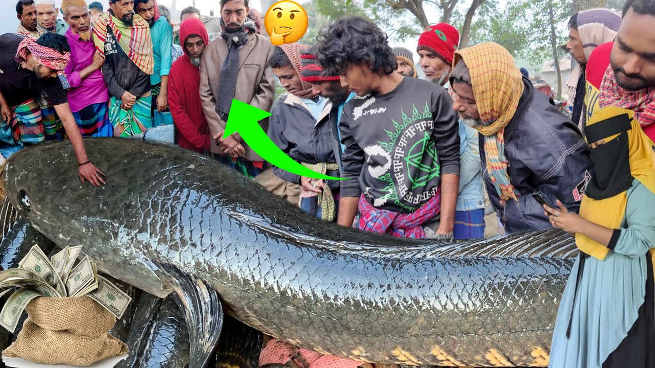 ফেব্রুয়ারি মাসের শুরুতে পাওয়া গেল বিলের দানব শোল! Village fish market dohar dobli bazar 