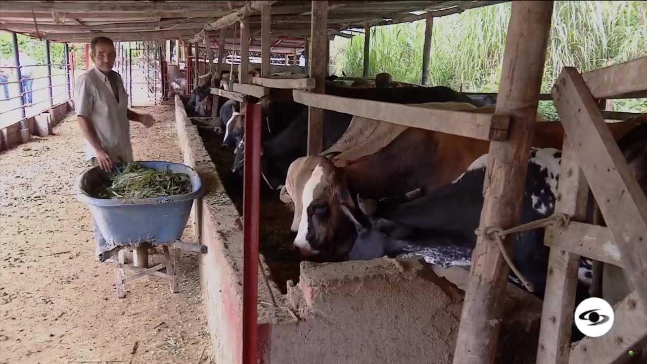 El método de un productor para cebar animales en pocos metros cuadrados - La Finca de Hoy