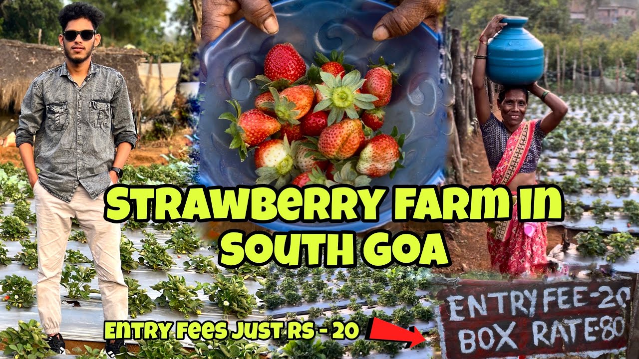 Strawberry Farm In South Goa || Entry Fees Just Rs 20 
