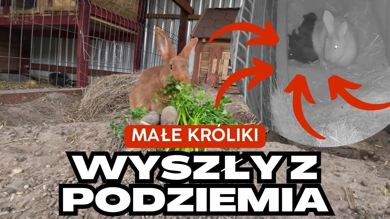 Ruda okociła się w ukryciu, cud że króliki żyją