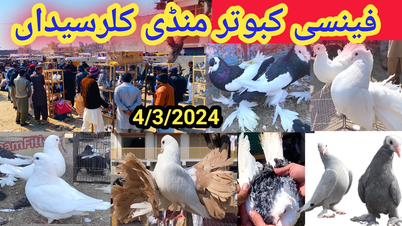 Fancy Pigeon Market Kalar Syedan | Latest Update Fancy Kabootar Price 5/3/2024 | Fancy kabutar Bazar
