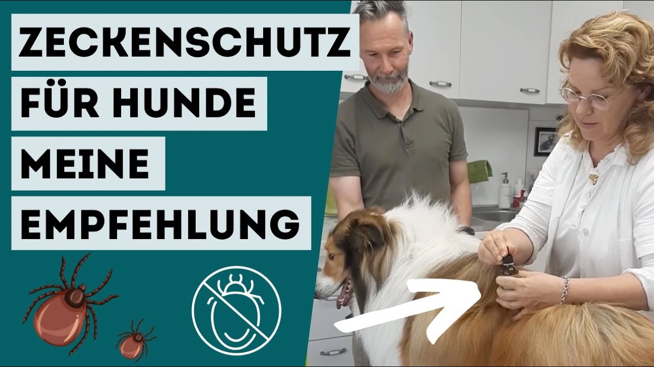 Effektiver Zecken-Schutz für Hunde ohne Nervengift: Meine EMPFEHLUNG