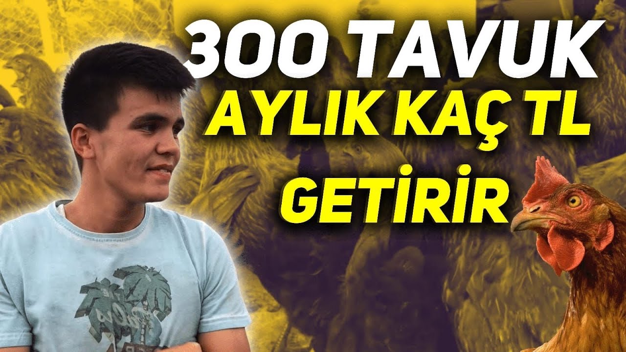 300 TAVUK AYLIK KAÇ PARA KAZANDIRIR ? | 17.500 ₺’ye Kendi İşinin Patronu Ol