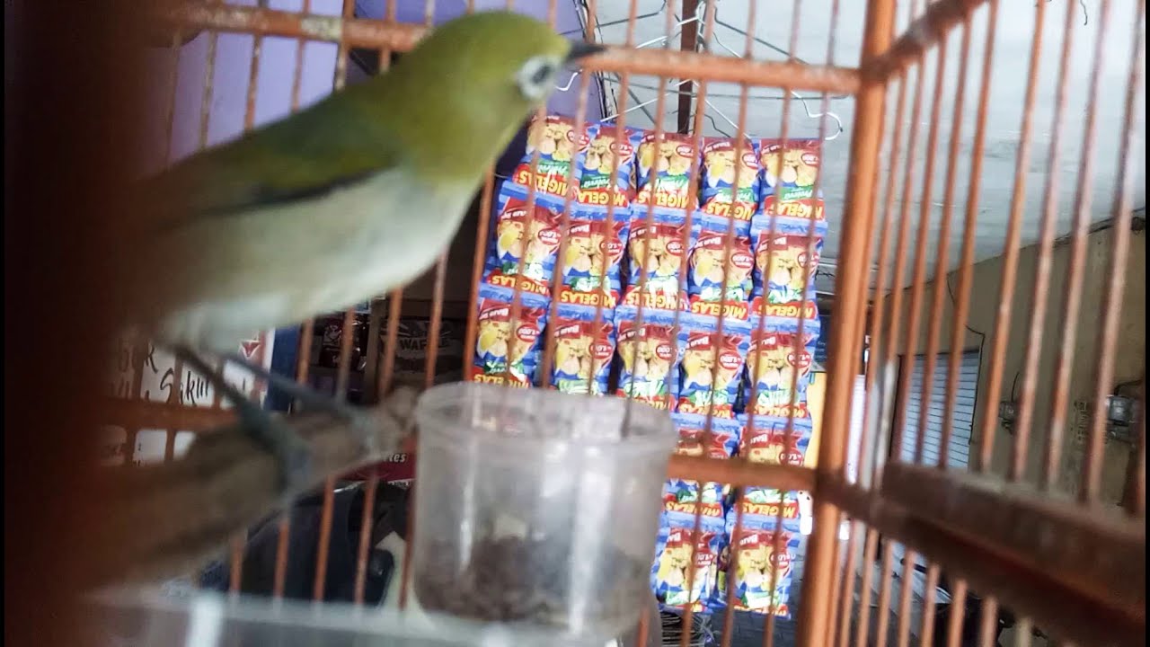 Pancingan pleci monty langsung nyaut