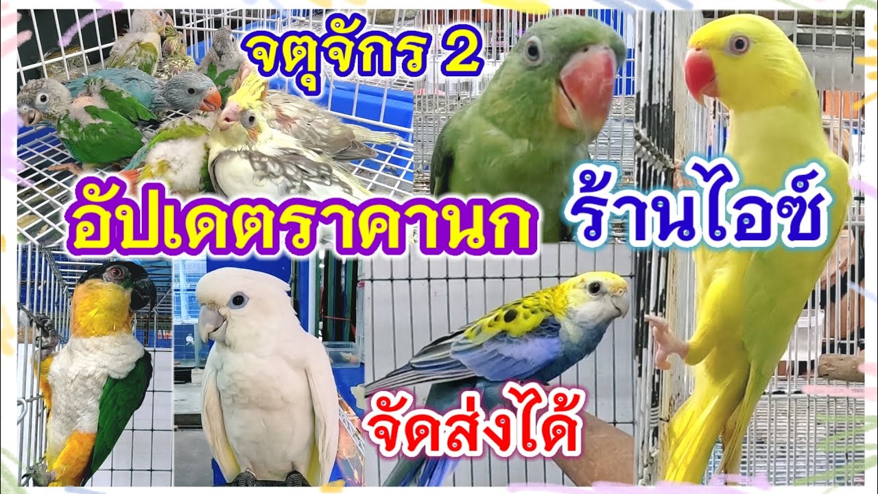 อัปเดตราคานก จตุจักร มีนบุรี จัดส่งได้ ร้านไอซ์