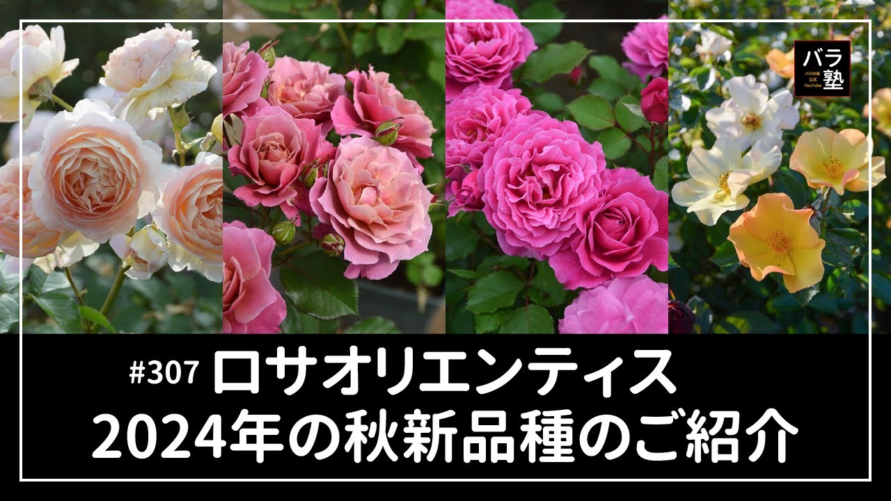#307 ロサオリエンティス 2024年の秋新品種のご紹介