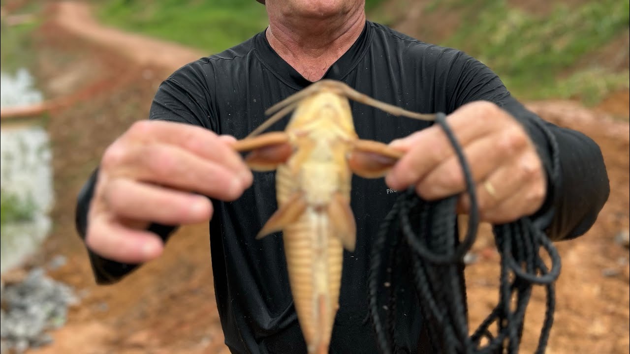 MUITA CHUVA! PEGAMOS UM CARDUME DE LAMBARIS! 🐠🐠